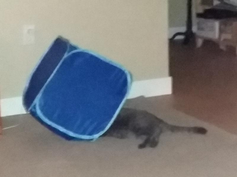 "Now, where did I put that mouse?"