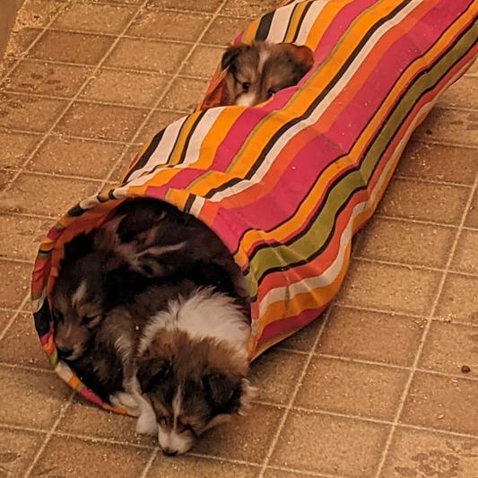 Naptime in their tunnel.