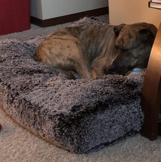 My 110lb pup sinks right to the floor