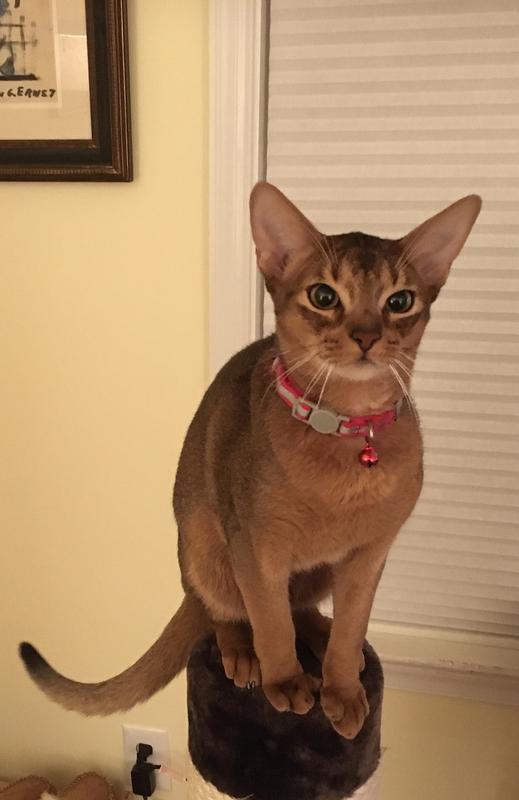 Curious kitty Will is an Abyssinian.