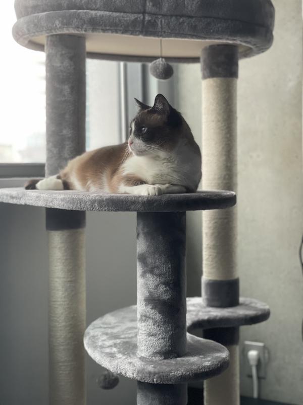 The cat tree is Story-approved.