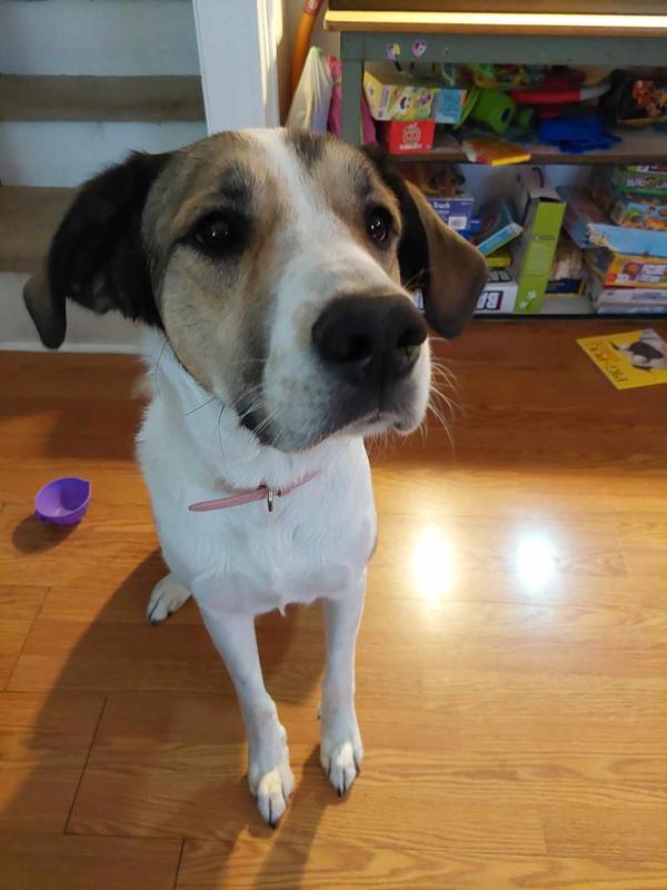 Amazing Maizy, the puppy enjoying this kibble