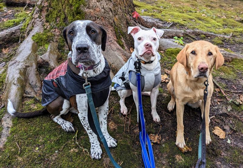 Middle dog Kringle wearing a hoodie and this raincoat.