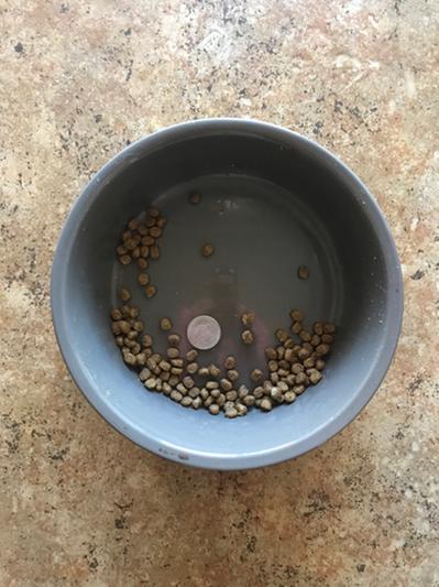 Nickel for kibble size comparison