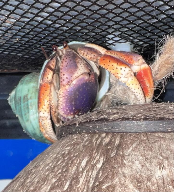 One of the hermit carb. Aka The Beach Boys.