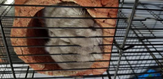 My little chloe sleeping