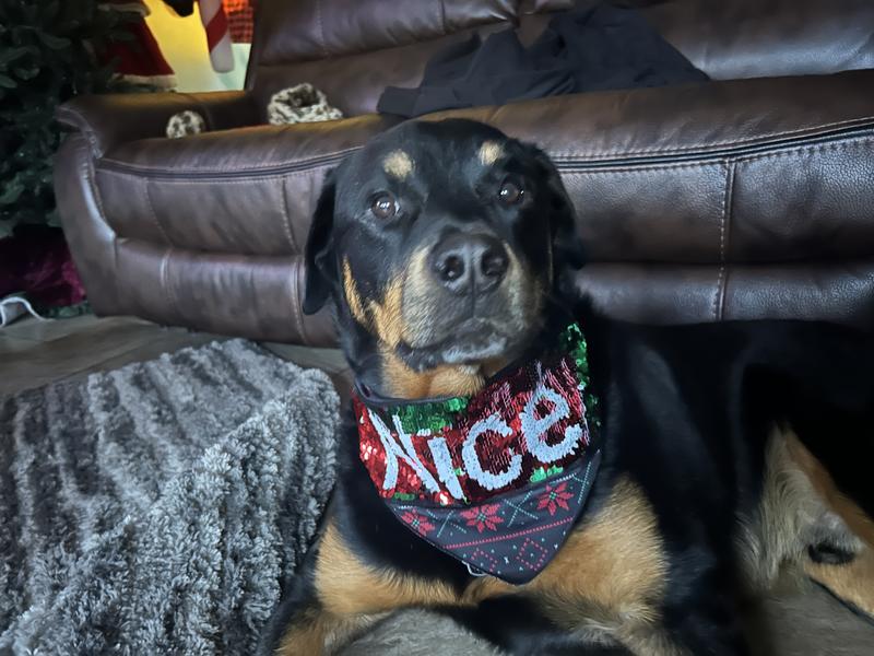 Being Nice for Santa!