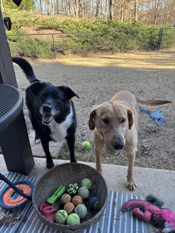 My much more active senior dog