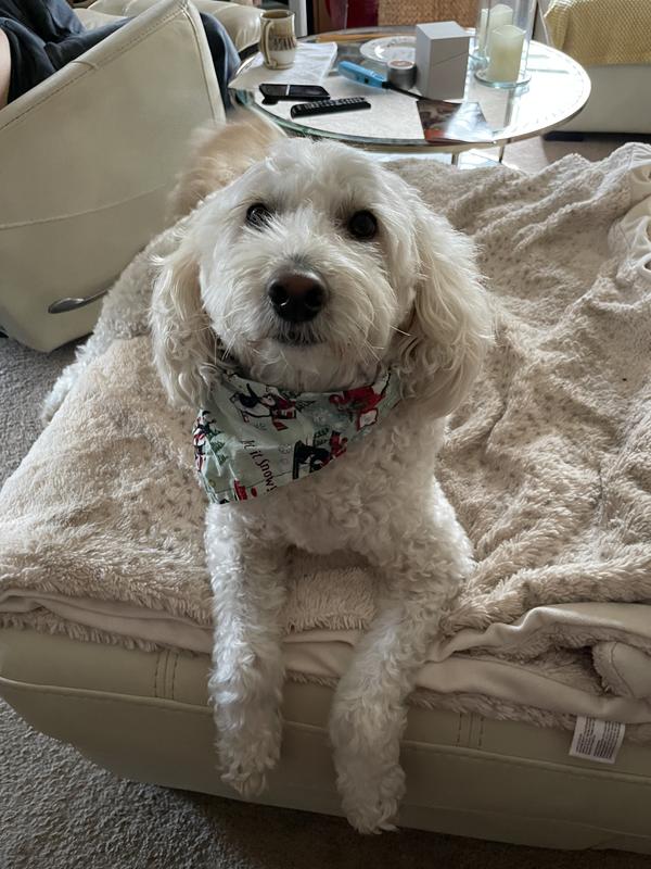 Cody’s holiday scarf!