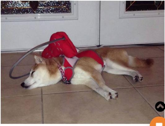 Halo for Blind Dogs, Adjustable Blind Dog Harness, Blind Dog Bumper for  Protective&Build Confidence, Blind Dog Accessories (Red, M)