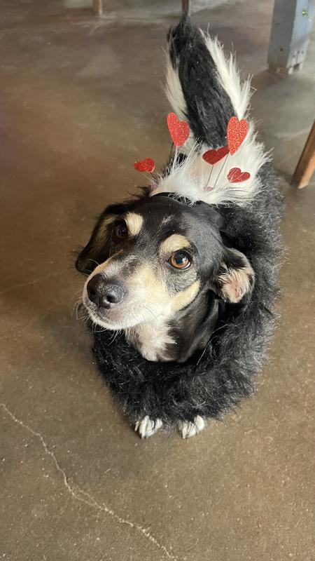 Frisco Faux Fur Skunk Dog & Cat Costume