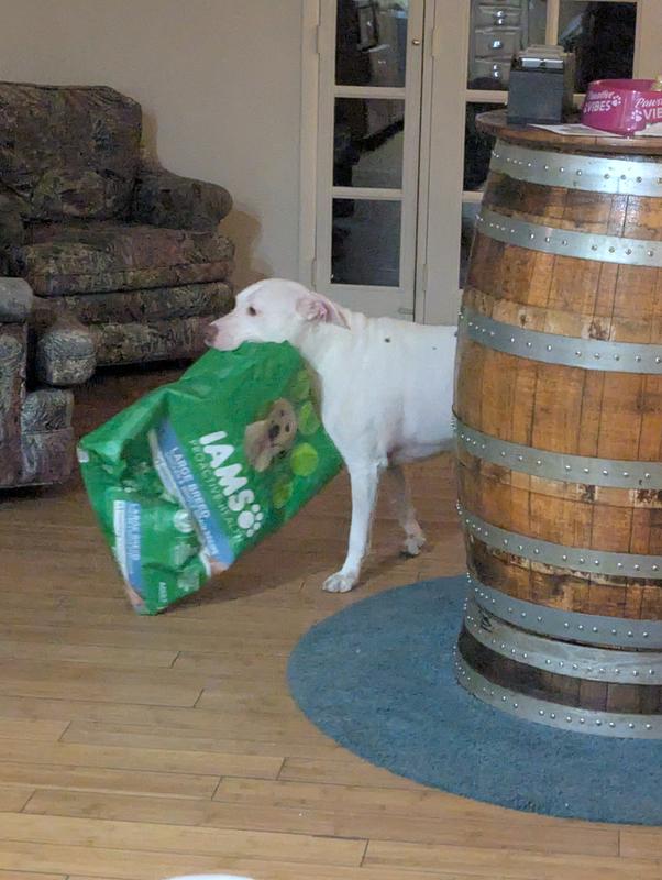 Our dog loves Chewy delivery days that bring bags of food. Ask me how I know.