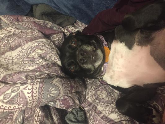 My dog is not great at posing but the collar is too cute!