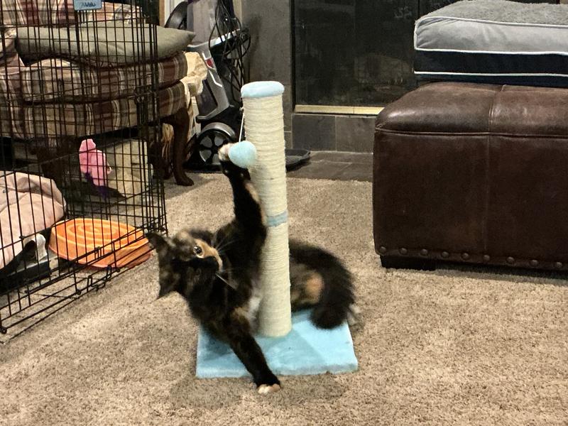 FRISCO 21in Sisal Cat Scratching Post with Toy, Brown, 1 count