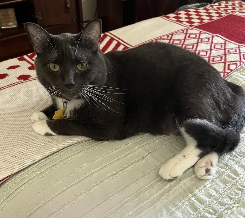 Life is better with a cat!