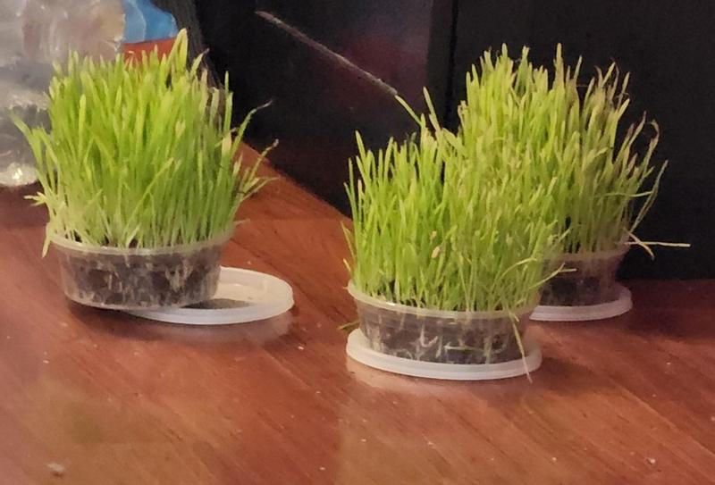 This is after a little over 1 week. Keep it/them damp and it will stay nice and green.