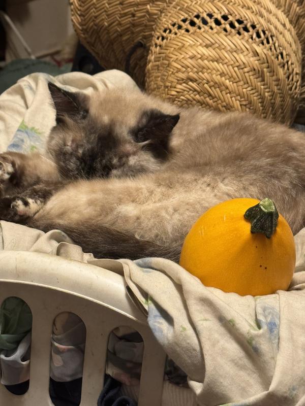 Ling, approximately 20 yrs. Verrrrry picky about her food. Prefers gravy