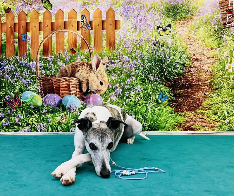 Alfie - my current competition dog and companion extrordinare.