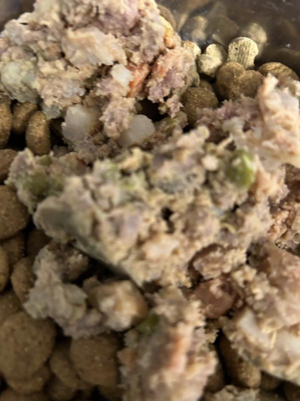 Dry food vs wet food