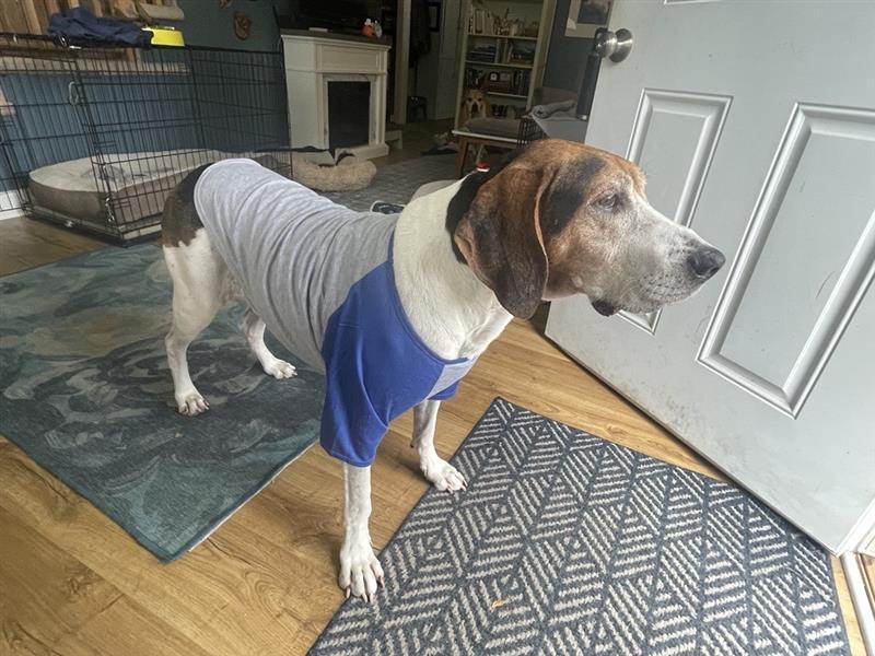 Frisco Baseball Dog & Cat T-Shirt