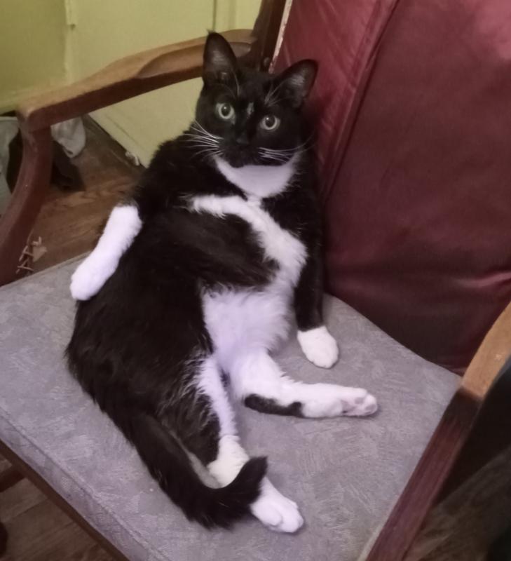 Our Kitty, the Queen
