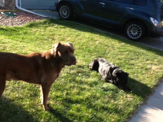 Oliver, playing with a neighbor's dog
