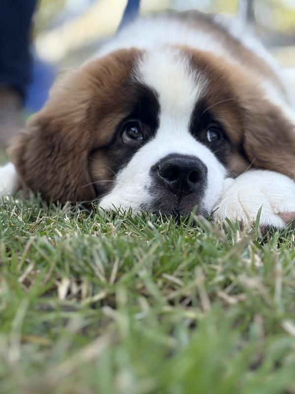 When’s dinner dad!