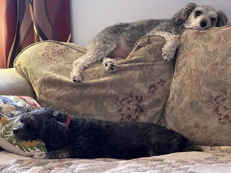 Our spoiled fur-babies!