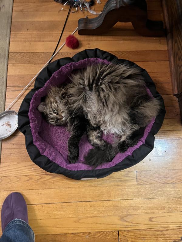 Full grown Maine Coon fits in with room to spare!