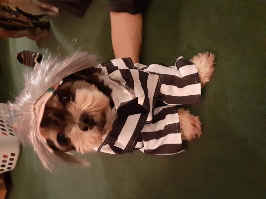 Beetlejuice - Pet Costume - Small