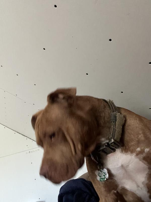 My other happy boy so exciting no longer licking everything