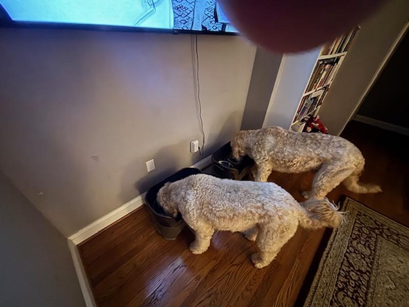 Charlie and Pru "wolfing down" the Lone Wolf Beef Ranch Dog Food