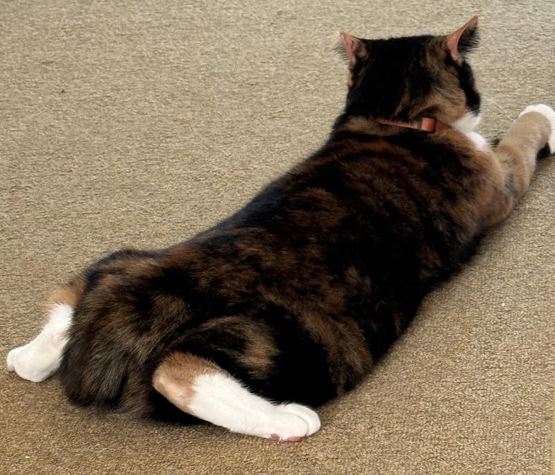 Big Girl Will Eat Anything...