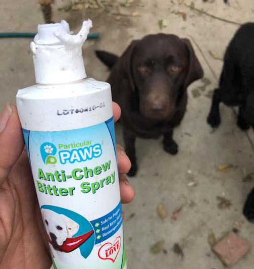 Are Plastic Bottles Bad For Dogs To Chew