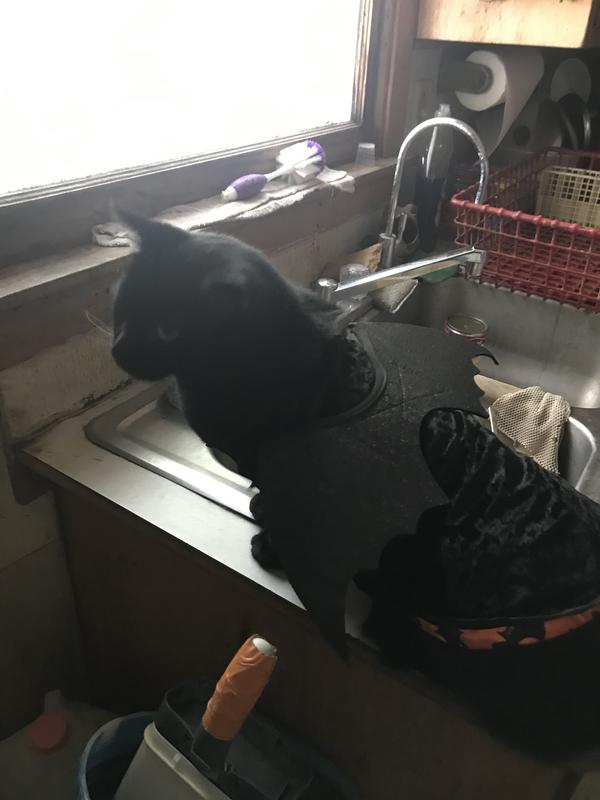 Batman (Batty) in bat costume