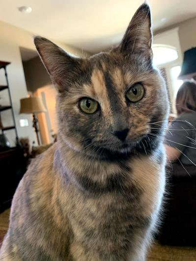 Miss Kitty
