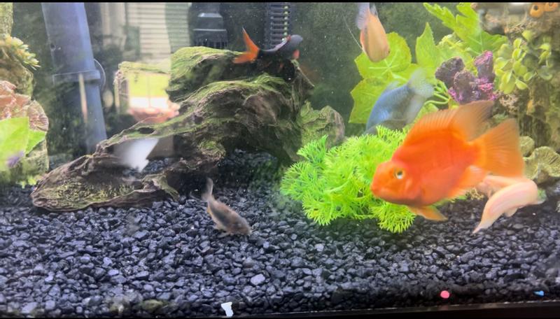 Finishing up feeding time with this particular fish food