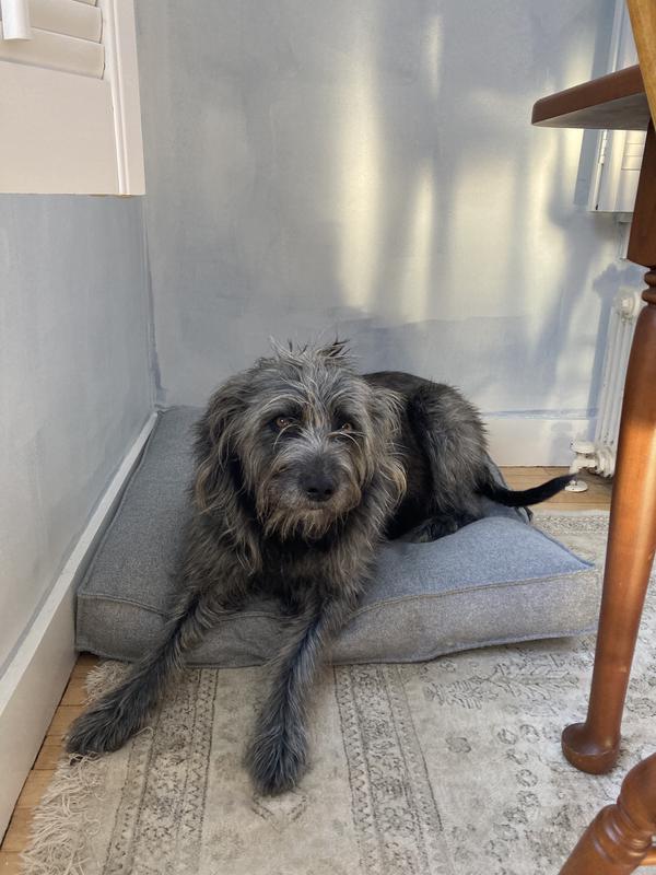 Hanging out on her new bed in the corner of the dining room.