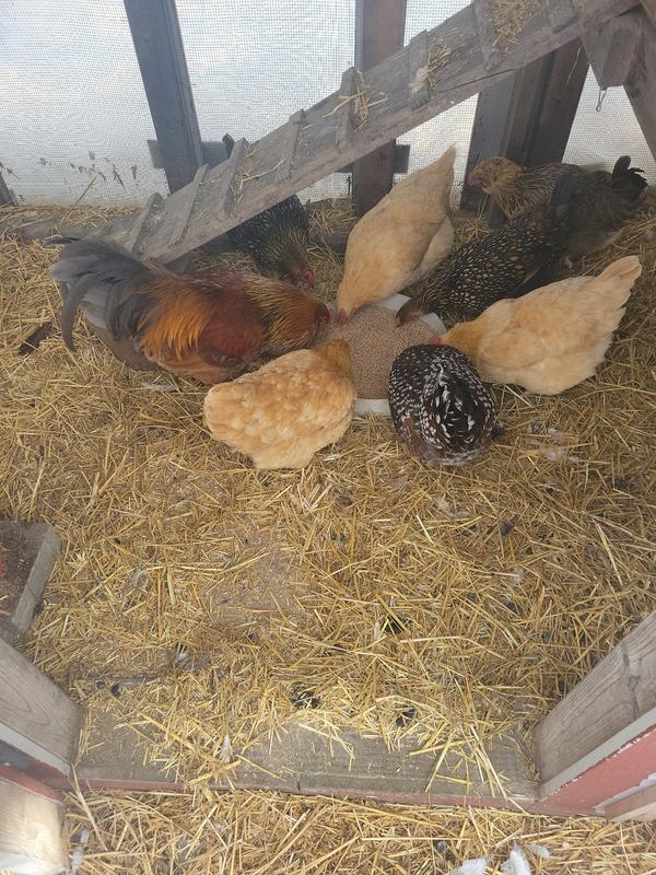 Flick loves their new food