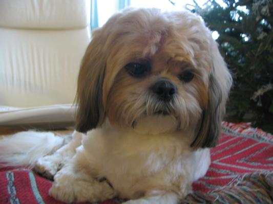 Bailey the Shuh Tzu