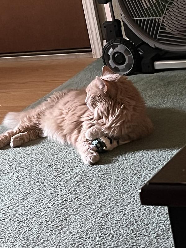 Paws curled around her llama toy