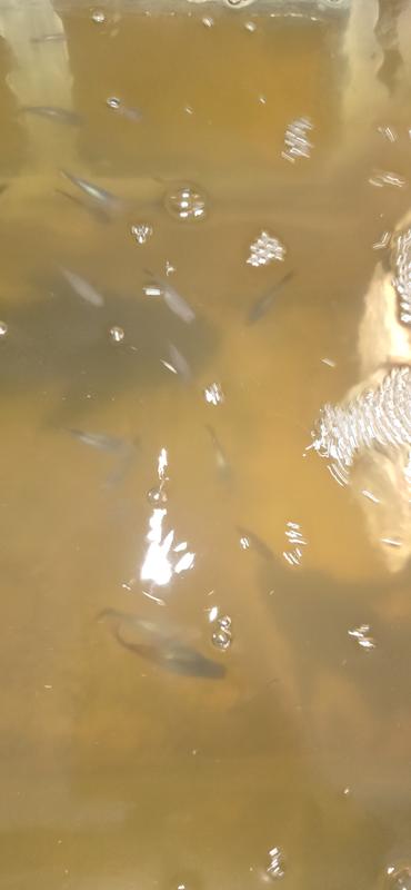 Some before photos of how dirty the water can get. Will submit better ones soon.