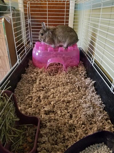 Bunny number 1