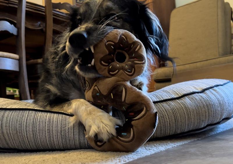 My 50lb pup for size reference