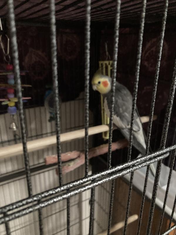 Kiki in his new home