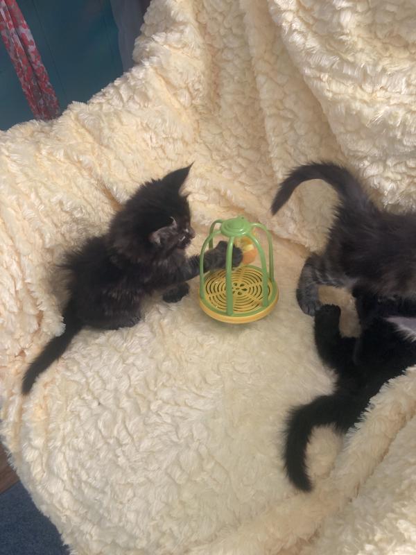 PET ZONE Caged Canary Interactive Cat Toy