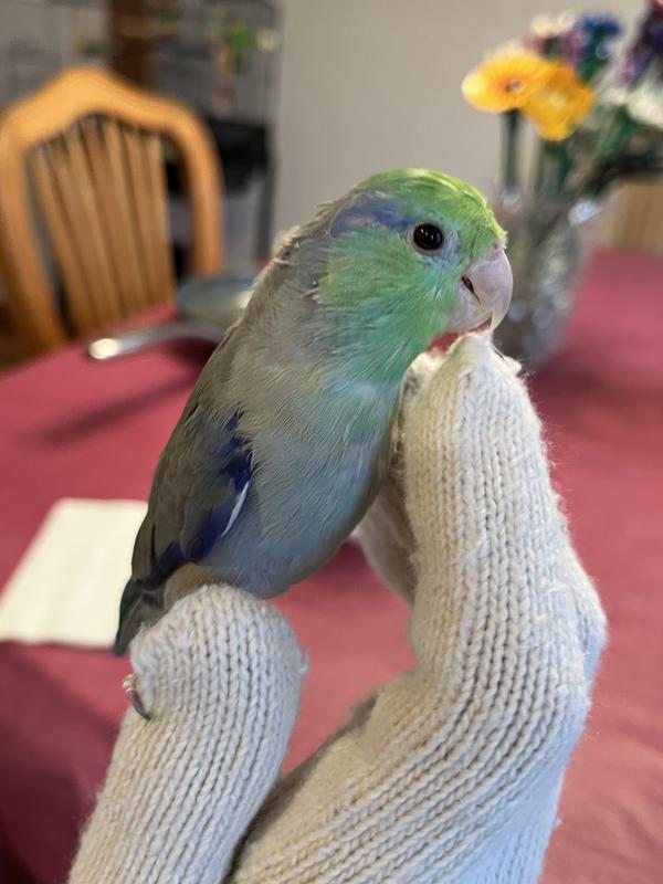 Simon the pretty bird