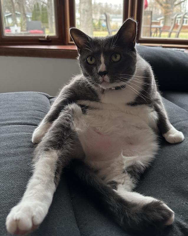 PROFENDER Topical Solution for Cats, 11-17.6 lbs, (Purple Box) - Easy ...