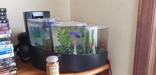 Betta clearance falls tank