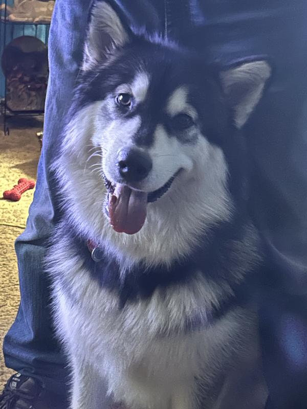 This our two year old Leeloo